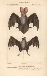Nyctere of the Thebaide and Rhynopome Microphyll of Egypt