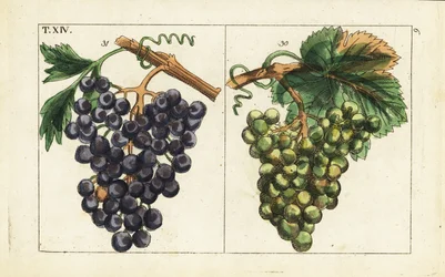 Chiavenna grapes, Pinot noir grapes, Vitis vinifera