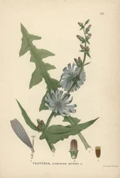 Chicory, Cichorium Intybus