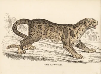 Clouded leopard, Neofelis nebulosa. Vulnerable. Handcoloured steel engraving from Georg Friedrich Treitschke
