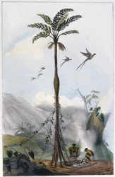 Coconut Palm (Barrigudo)