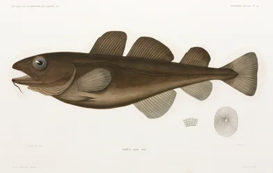Codfish