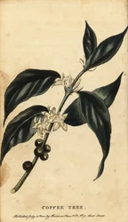 Coffee tree, Coffea arabica, 1800