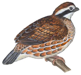 Bobwhite (Colinus virginianus)