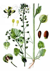 Common Scurvygrass, Cochlearia Officinalis