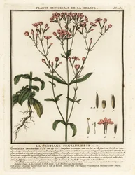 Common Centaury, Centaurium erythraea