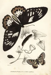 Common green birdwing, Ornithoptera priamus, butterfly, caterpillar and pupa, and false apollo, Archon apollinus. Handcoloured lithograph from Georg Friedrich Treitschke
