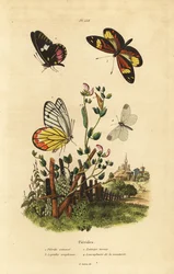 Common jezebel, cattleheart white, tiger mimic white, wood white