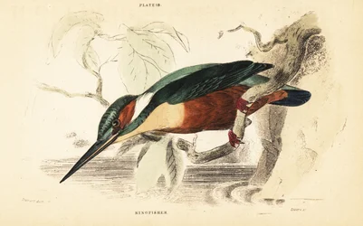 Common kingfisher, Alcedo atthis. 1889