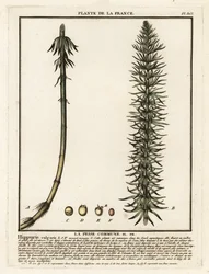 Common Mare