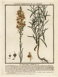 Common Toadflax, Linaria vulgaris