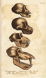 Comparative Anatomy of the Skulls of the Ape, Baboon and Monkey