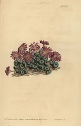 Tiny Fig-Marigold