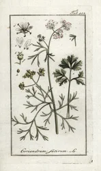 Coriander, Coriandrum sativum