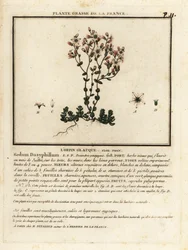 Corsican stonecrop, Sedum dasyphyllum