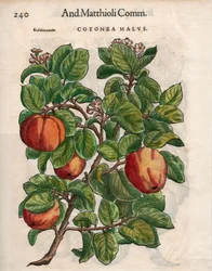 Cotonea Malvs. from Pietro Andrea Mattioli