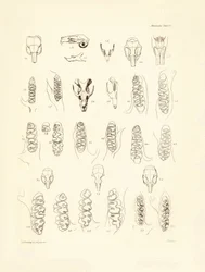 Cranes and teeth of various kinds of rodents described by Charles Darwin during his exploration trip aboard the Beagle. Plate from 
