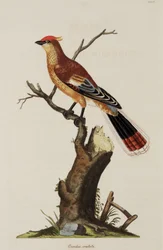 Crested Cuckoo