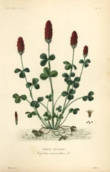 Crimson clover or Italian clover, Trifolium incarnatum