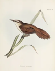 Curve-billed reedhaunter, Argentina, c 1832-1836