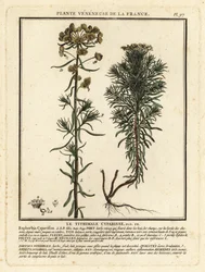 Cypress spurge