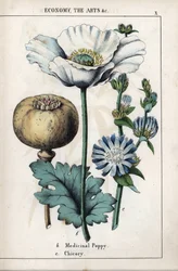 Description of a medicinal poppy with white flower and blue chicoree flower. From Recueil d