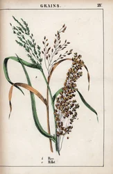 Description of cereal: rice and millet. From Recueil d