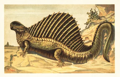 Dimetrodon Limbatus with Its Distinctive Neural Spine Sail