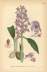 Early Purple Orchid, Orchis Mascula