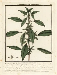 Eastern pellitory-of-the-wall, Parietaria officinalis