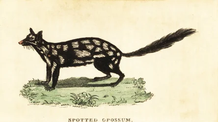 Eastern Quoll, Dasyurus Viverrinus (engraving)