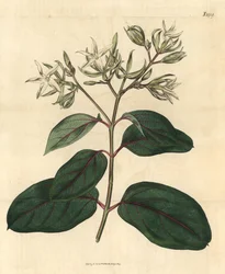 Echite - Kamettia Caryophyllata (Clove-Scented Echites)