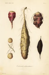 Edible tubers
