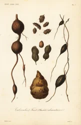 Edible tubers and fruit