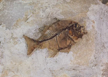 Ephippus oblongus (Fish Fossil) found at Monte Bolca, near Verona, Italy, Eocene Period