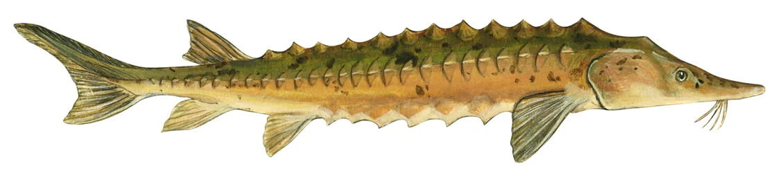 Lake sturgeon (Acipenser fulvescens)