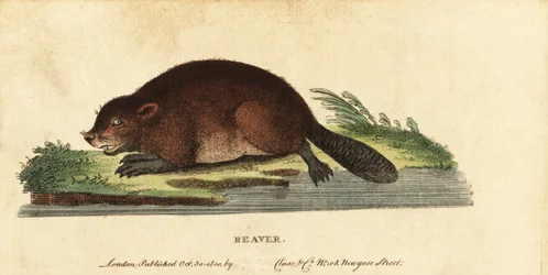 Eurasian beaver, Castor fiber