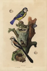 Eurasian blue tit, Cyanistes caeruleus, with egg, and long-tailed tit, Aegithalos caudatus, with nest and egg
