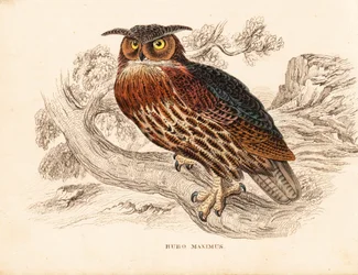 Eurasian eagle-owl, Bubo bubo. Handcoloured steel engraving from Georg Friedrich Treitschke