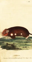 European Hamster, Cricetus cricetus (engraving)