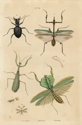 European Mantis, Mantis Religiosa 1, Leaf Mantis, Choeradodis Rhomboidea 2, Tiger Beetle, Manticora Latipennis 3, Mantidfly, Mantispa Styriaca 4
