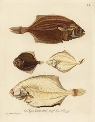 European Plaice and Brill