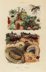 European rhinoceros beetle, Oryctes nasicornis, pupa and larva, European orchard bee, Osmia cornuta, and nest