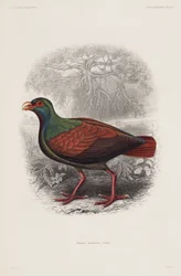Exotic bird