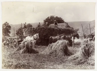 Farming Scenes, Harvesting & Storage, Pre-1900 Harvest, c 1890