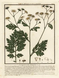 Feverfew, Tanacetum Parthenium