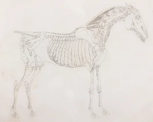 Fifth dissected layer of a horse, side view