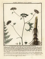 Fineleaf Water Dropwort, Oenanthe Aquatica