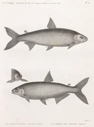 Fish: The Characin