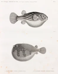 Fish: Tetrodon